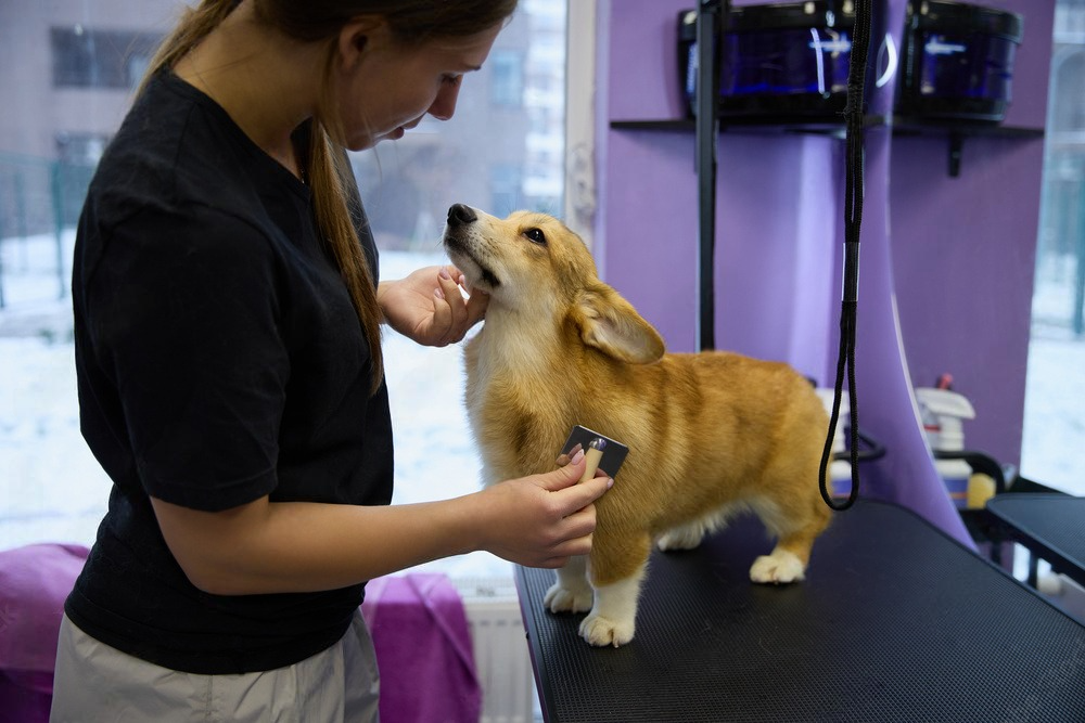 estetica canina en carretas, queretaro