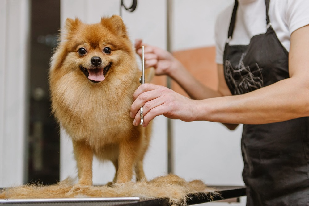 grooming queretaro