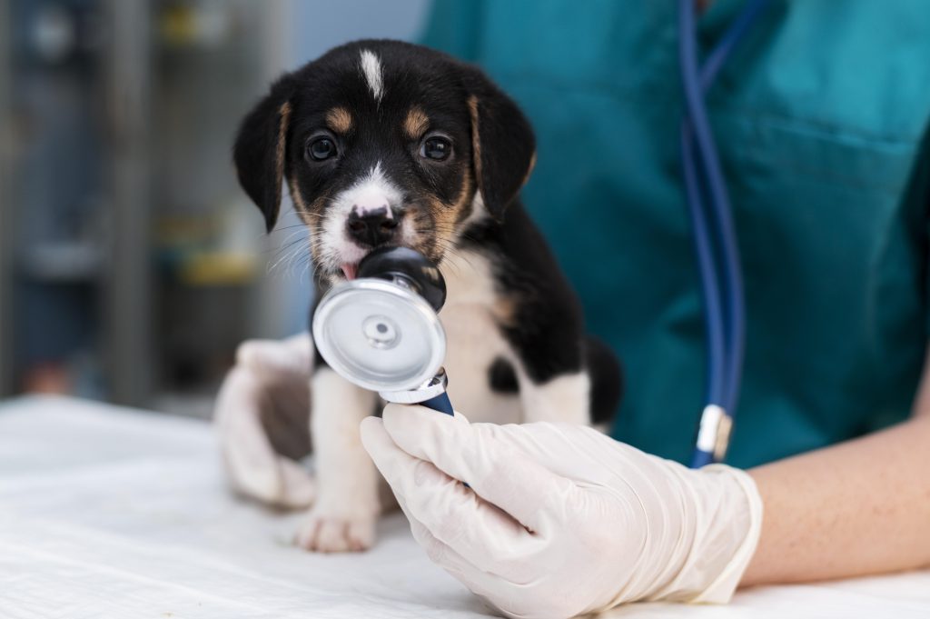 Veterinaria urgencias queretaro